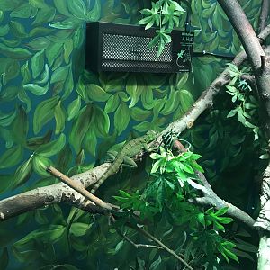 Green basilisk 241118