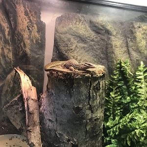 Spiny-tailed monitor 241118