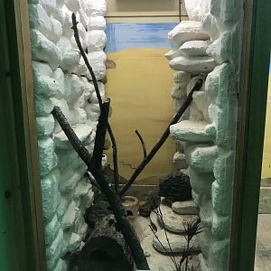 Leopard gecko exhibit 241118