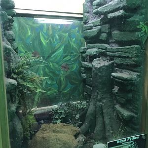 Royal python exhibit 241118