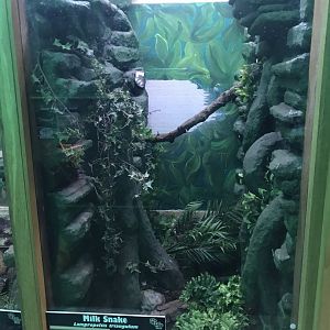 Milk snake exhibit 241118
