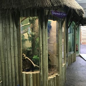 Cuban boa exhibit 241118