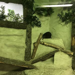 Desmarest's hutia exhibit - indoors 241118