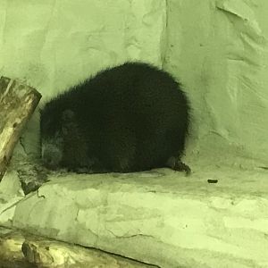 Desmarest's hutia 241118
