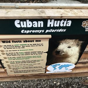 Desmarest's hutia sign 241118