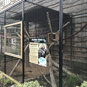 Pardine genet exhibit - outdoors 241118