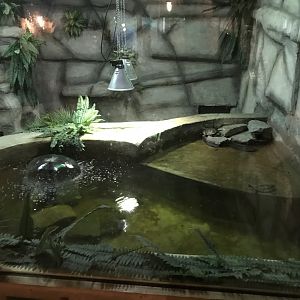 Spectacled caiman and Yellow-bellied slider exhibit 241118