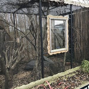 Common marmoset enclosure 241118