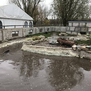 American beaver enclosure 241118