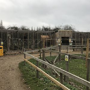 Northern raccoon and South American coati enclosures 241118