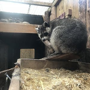 Northern raccoons 241118