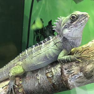 Hypsilurus magnus 241118