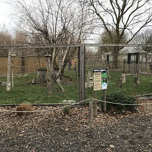 Azara's agouti enclosure 241118