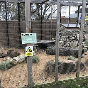 Fennec fox enclosure 241118