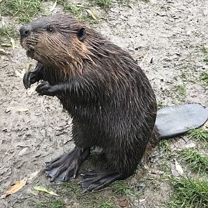 American beaver 241118