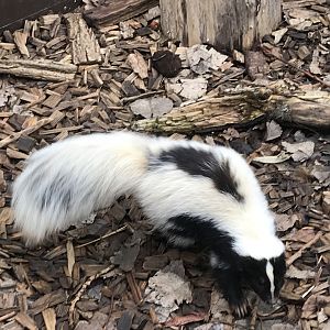 Striped skunk 241118