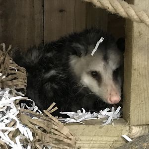 Virginia opossum 241118