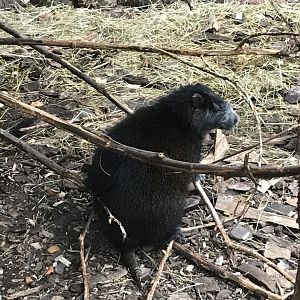 Desmarest's hutia 241118