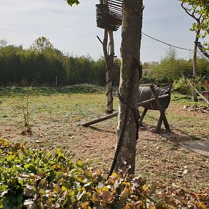 Red panda - Otter enclosure