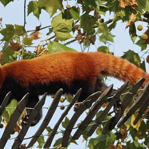 Red panda