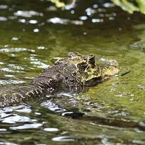 Central African Dwarf Crocodile