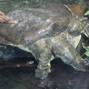 Spiny Softshell Turtle