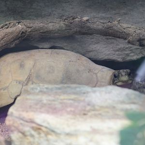 Western Hingeback Tortoise