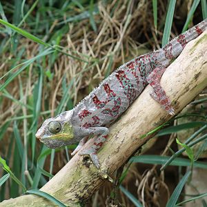 Panther Chameleon