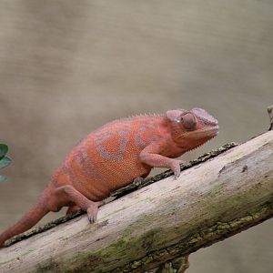 Panther Chameleon