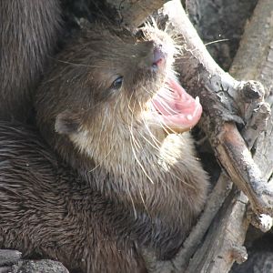 Oriental small-clawed otter