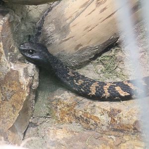 Ring-Necked Spitting Cobra