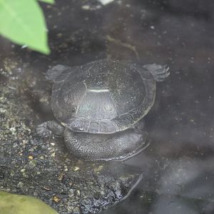Eastern Snake-Necked Turtle
