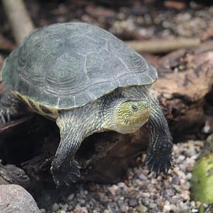 Chinese Stripe-Necked Turtle