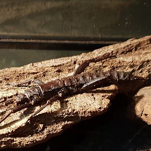 Eurycantha calcarata