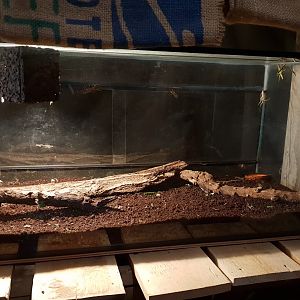 Stick insect enclosure