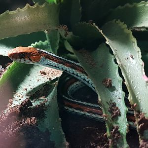 San Francisco garter snake