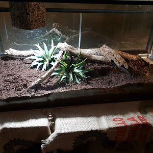 San Francisco garter snake enclosure