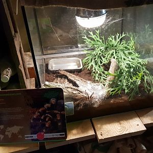 Mexican red-knee tarantula enclosure