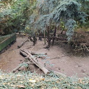 Raccoon and Raccoon dog-enclosure