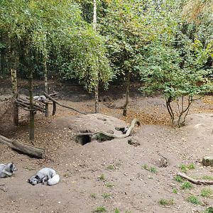 Arctic fox enclosure