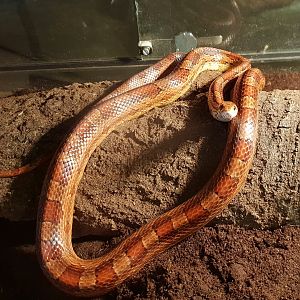 Corn snake