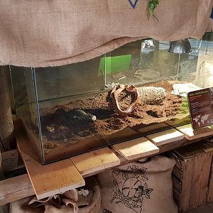 Enclosure Corn snake