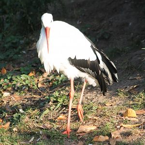 European white stork