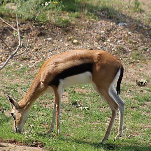 Thomson's Gazelle
