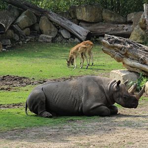 Eastern Black Rhinoceros & Nile Lechwe
