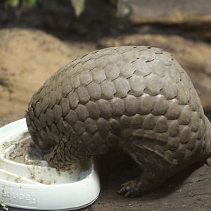Formosan Pangolin