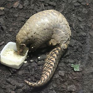 Formosan Pangolin