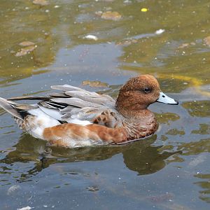 Eurasian Wigeon
