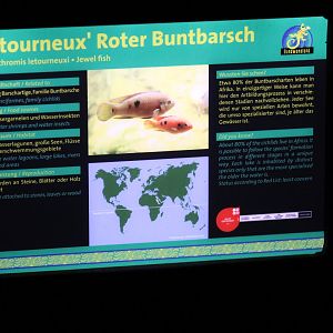 Egyptian Jewel Cichlid Signage