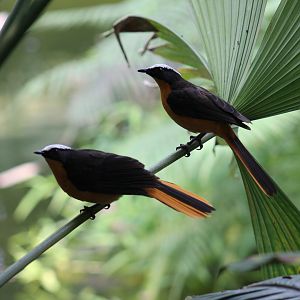 White-Crowned Robin-Chat